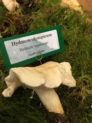 Hydnum olympicum
