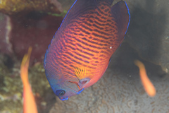 Centropyge bispinosa