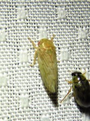Polana quadrinotata