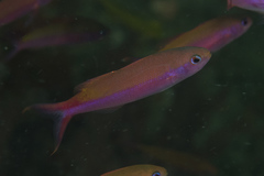 Luzonichthys waitei