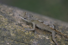 Anolis schiedii