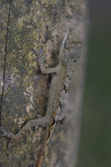 Anolis schiedii