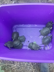 Actinemys marmorata marmorata