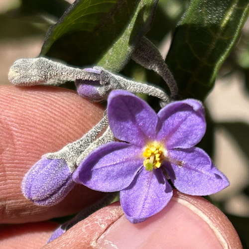 Solanum nitidum