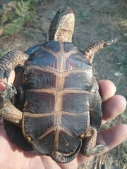 Actinemys marmorata marmorata