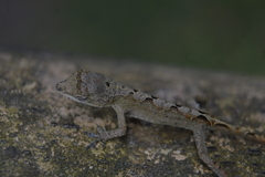 Anolis schiedii