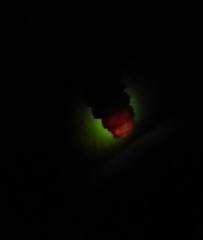 Microphotus angustus