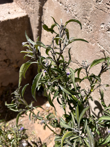Solanum nitidum, photograph 1