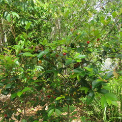 Eugenia reinwardtiana