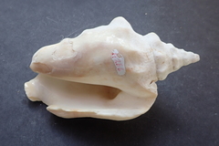 Persististrombus granulatus