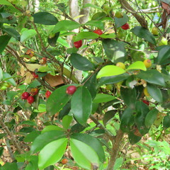 Eugenia reinwardtiana