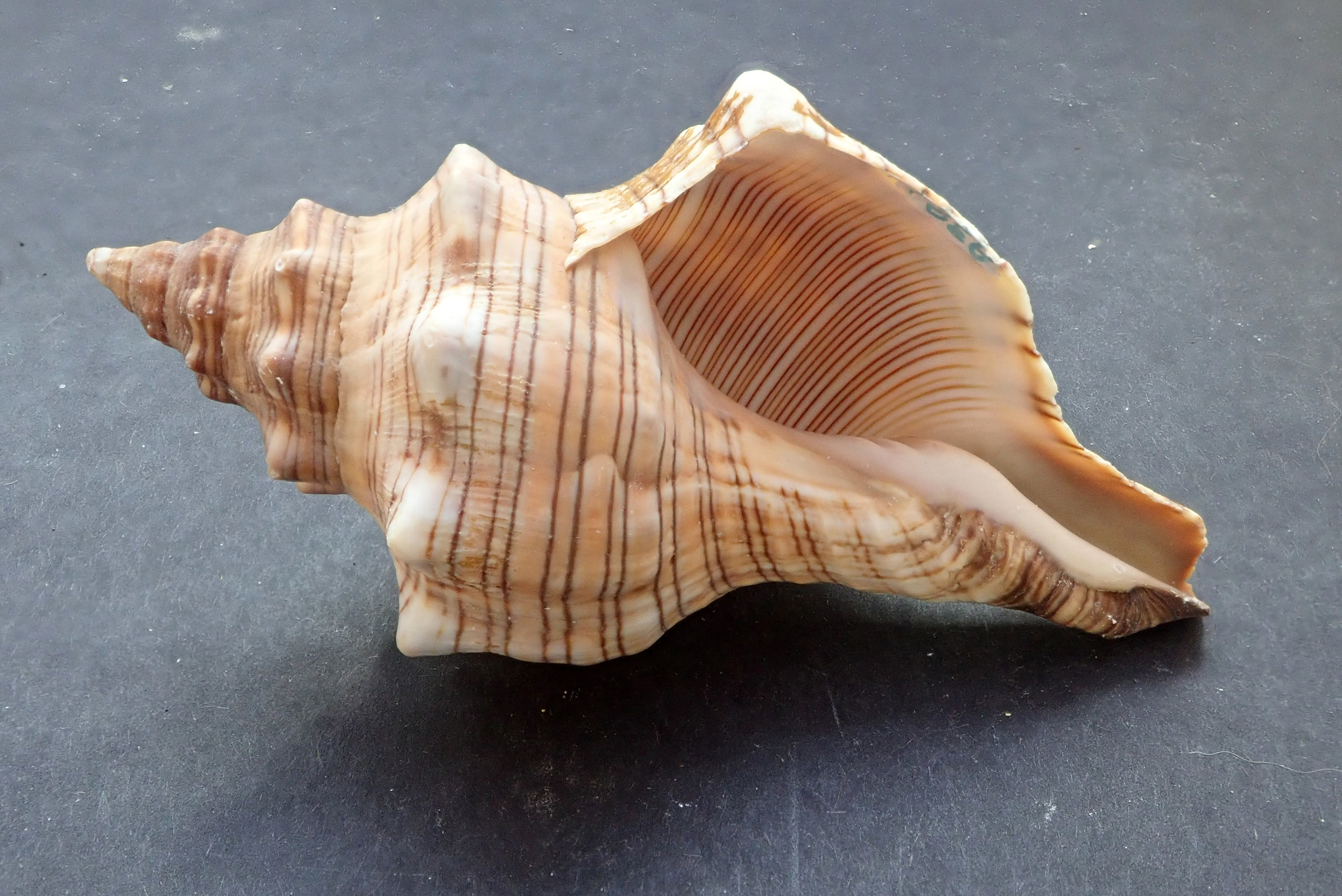 Trapezium horse conch (Pleuroploca trapezium) · iNaturalist