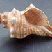 Trapezium Horse Conch - Photo (c) Donna Pomeroy, some rights reserved (CC BY-NC), uploaded by Donna Pomeroy