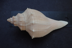Brunneifusus ternatanus
