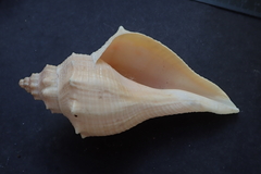 Brunneifusus ternatanus