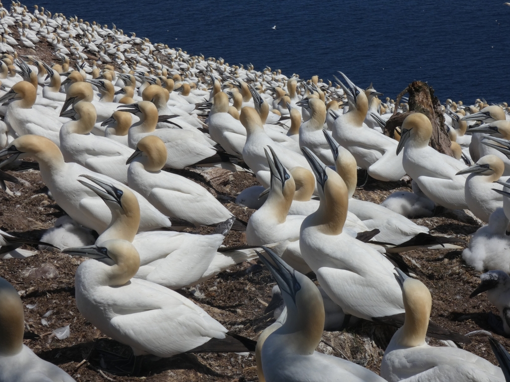 Northern gannets packed closely together on a crowded breeding cliff