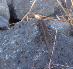Sceloporus spinosus