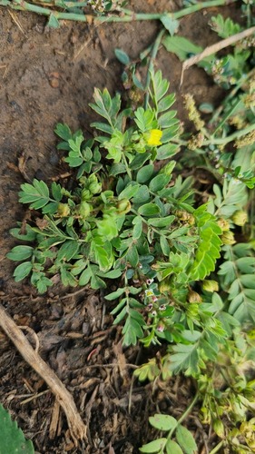 Fork-leaved Cinquefoil