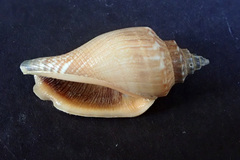 Canarium urceus