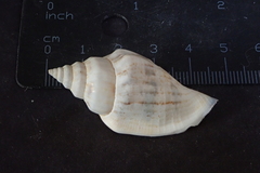 Canarium urceus