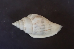 Canarium urceus