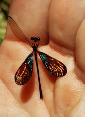 Chalcopteryx rutilans
