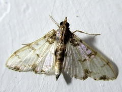 Azochis