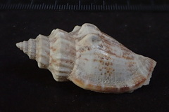 Canarium labiatum