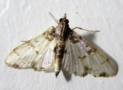 Azochis
