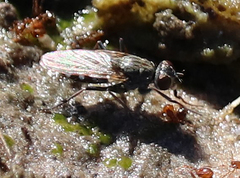 Coenosiinae