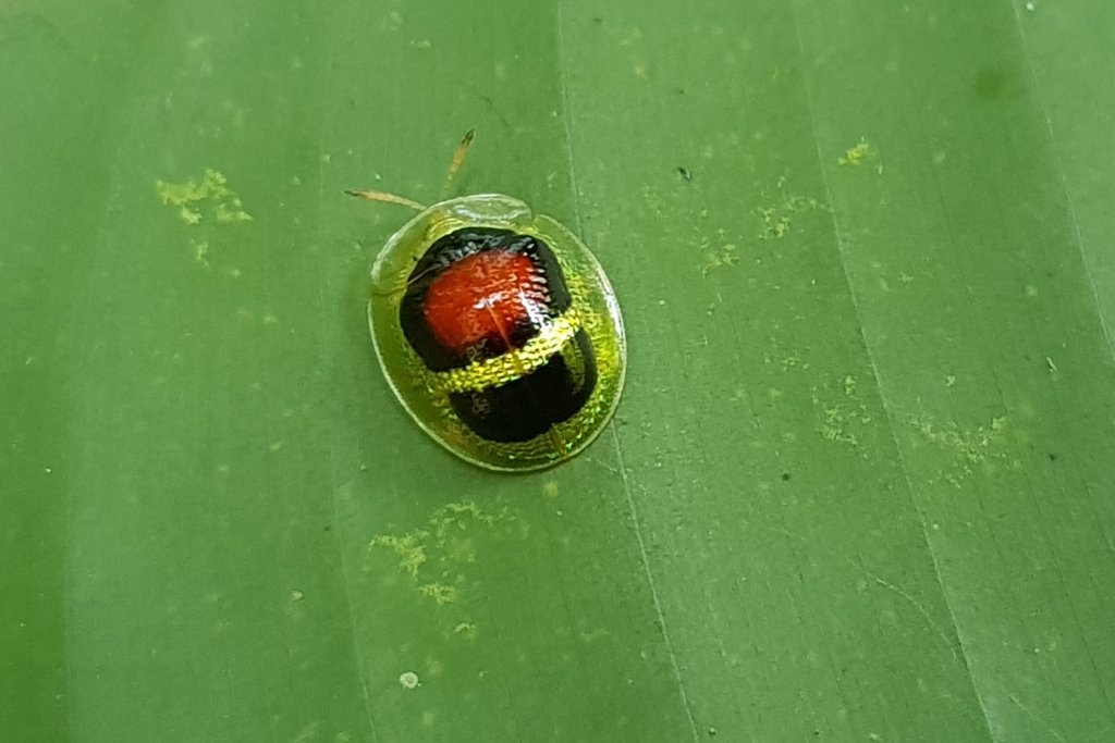 Charidotis aurulenta