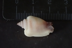 Canarium microurceum