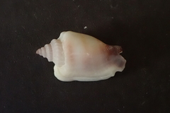 Canarium microurceum