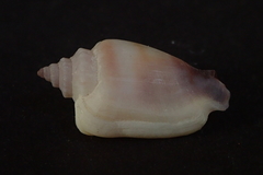 Canarium microurceum