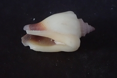 Canarium microurceum