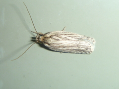 Agonopterix umbellana