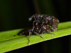 Catoptes censorius