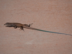 Aspidoscelis tigris