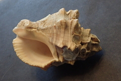 Stramonita biserialis