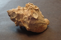 Stramonita biserialis