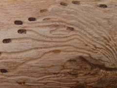 Phloeosinus cupressi