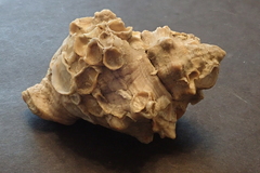 Stramonita biserialis