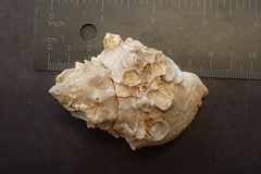 Stramonita biserialis