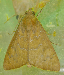 Anomis illita