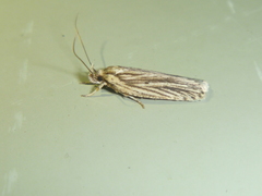 Agonopterix umbellana