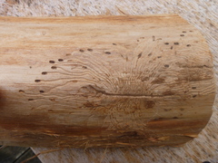 Phloeosinus cupressi