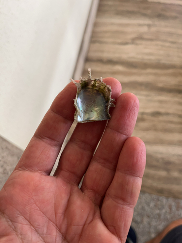 Pinctada radiata