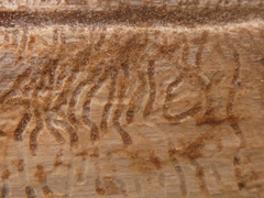 Phloeosinus cupressi