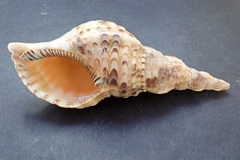 Charonia tritonis