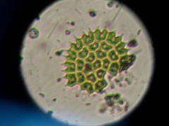 Hydrodictyaceae